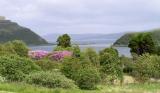 Trees in bloom, Isle of Skye, Scotland