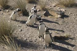 A penguin convention?